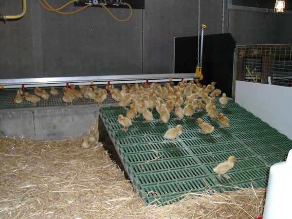 Enten