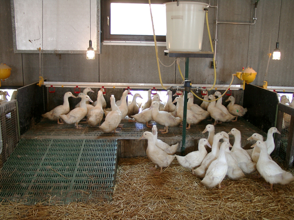 Gans