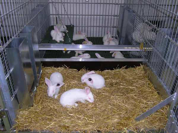 Kaninchen